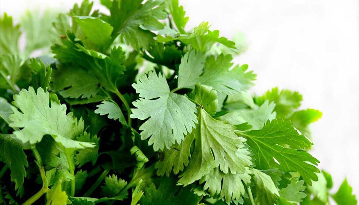 Coriander