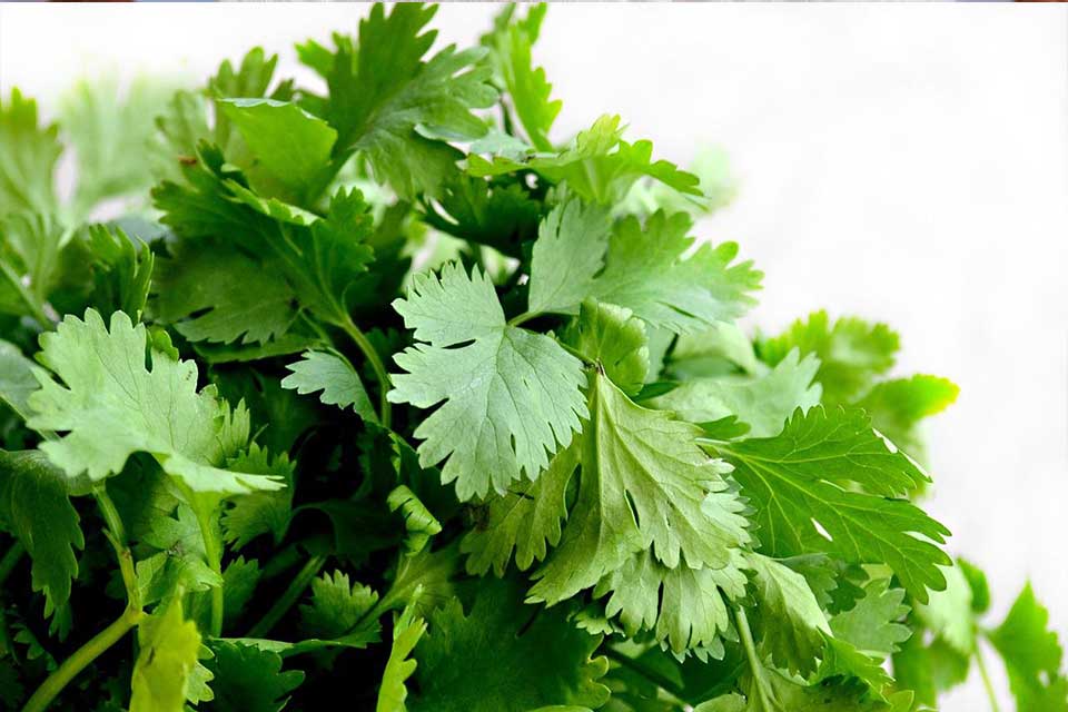 Coriander