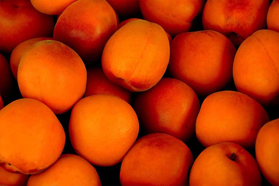 apricots-images