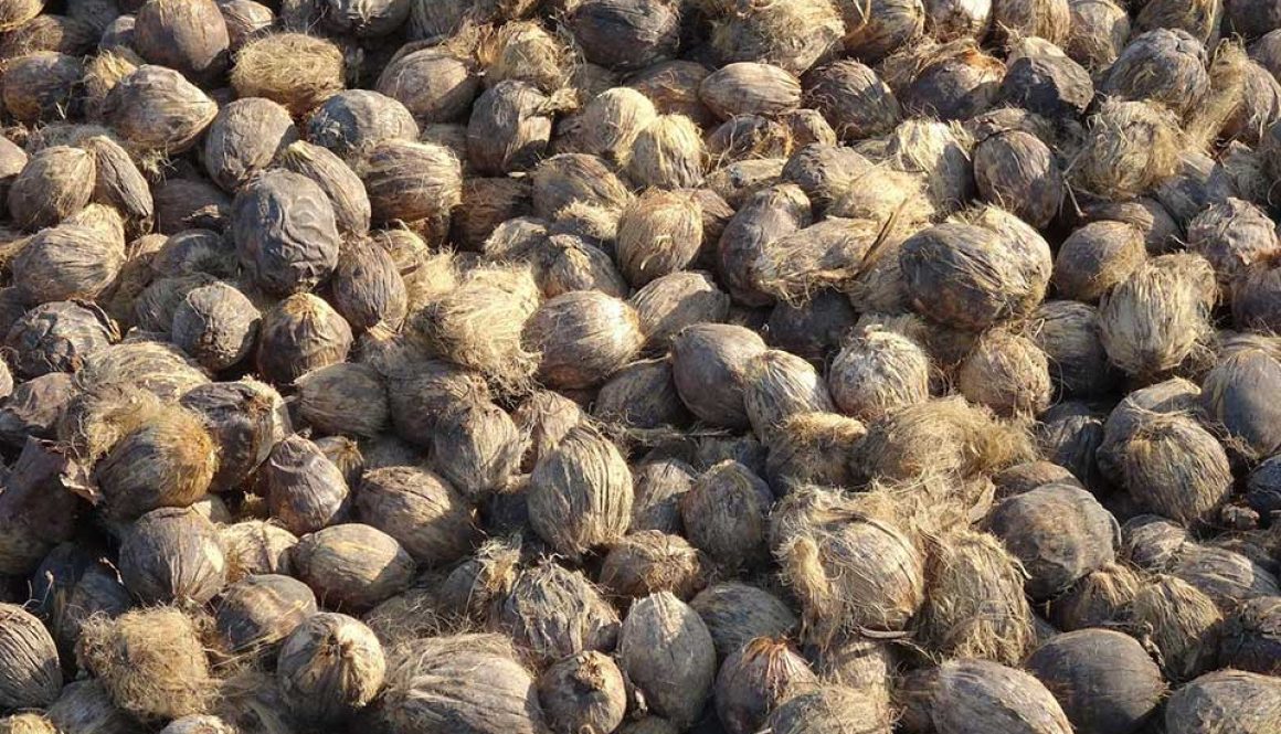 areca-nut-images